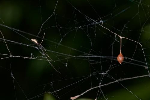 Argyrodes sp.